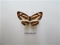 藏品(小環蛺蝶)的圖片